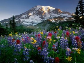 Al fondo una montaa nevada. En primer plano multitud de flores moradas, rojas y amarillas