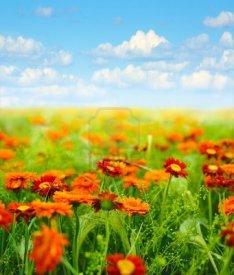 Campo de flores naranjas con un cielo azul repleto de nubes blancas