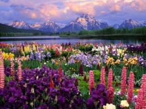 Paisaje con unas montaas nevadas al fondo, con flores de todos los tipos y colores