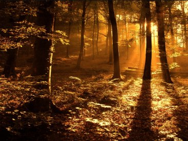 Bosque frondoso con la luz del atardecer atravesndolo