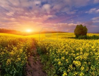 Campo de flores amarillas al atardecer