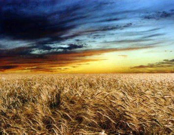 Campo de trigo al atardecer