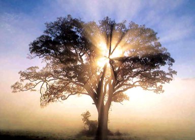 Arbol ocaso