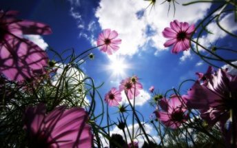 Fotografa realizada desde el suelo en la que se ven flores de color violeta recostadas sobre un cielo azul 