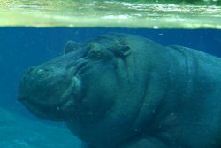 Hipopótamo bajo el agua