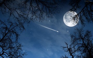 Cielo de noche visto a través de una rama. Se ve una estrella fuga y la luna llena