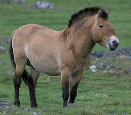 Caballo de Przewalski